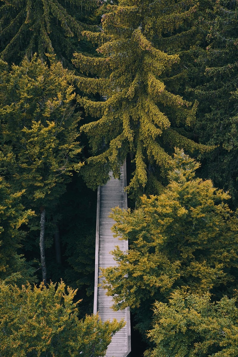 Walking Meditation